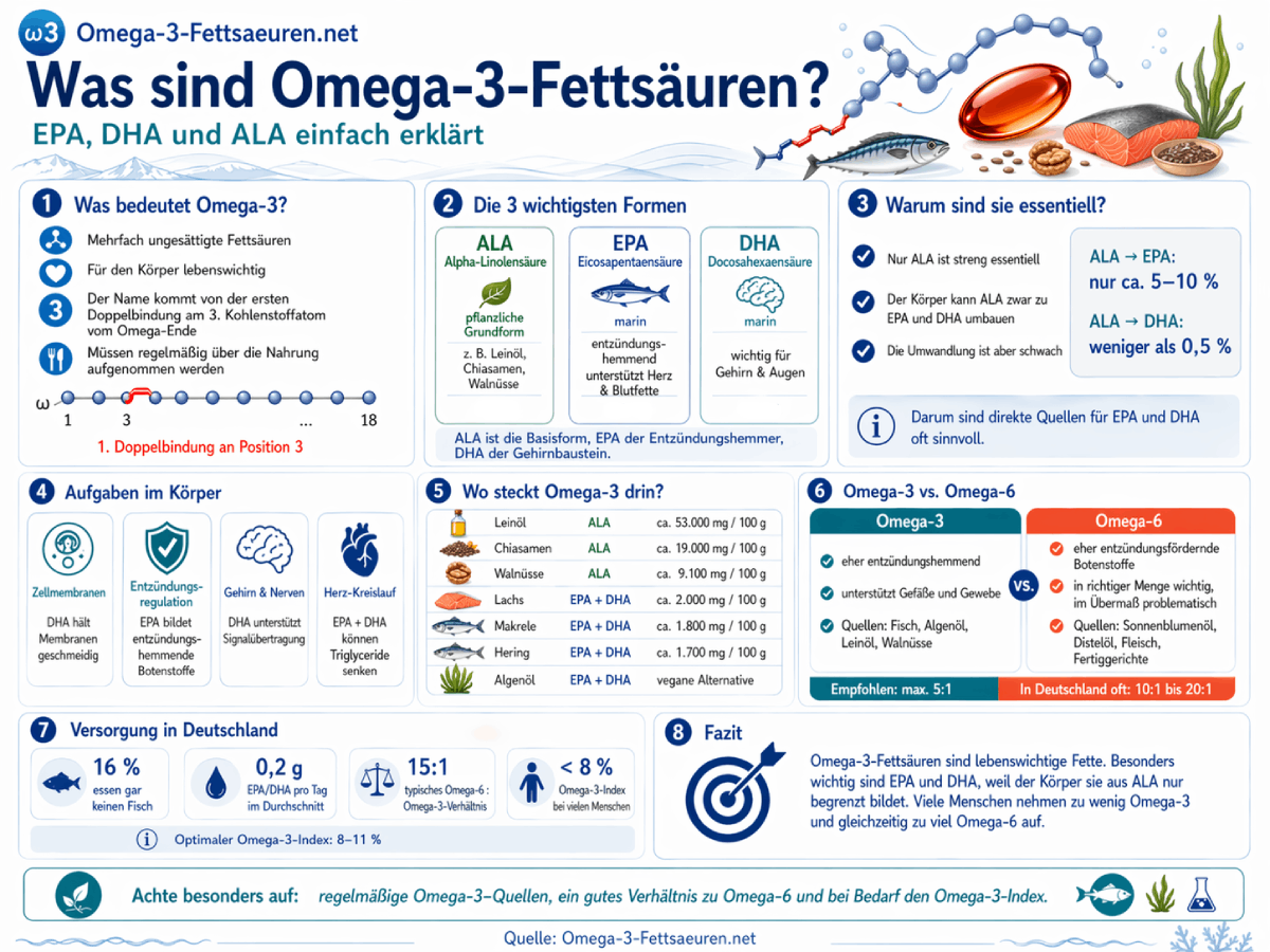 Infografik: Was sind Omega-3-Fettsäuren? Übersicht zu EPA, DHA und ALA, chemischem Aufbau, Funktionen im Körper sowie tierischen und pflanzlichen Quellen.